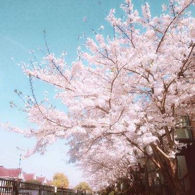京西古道边：山上的樱桃熟了，游客又回来了